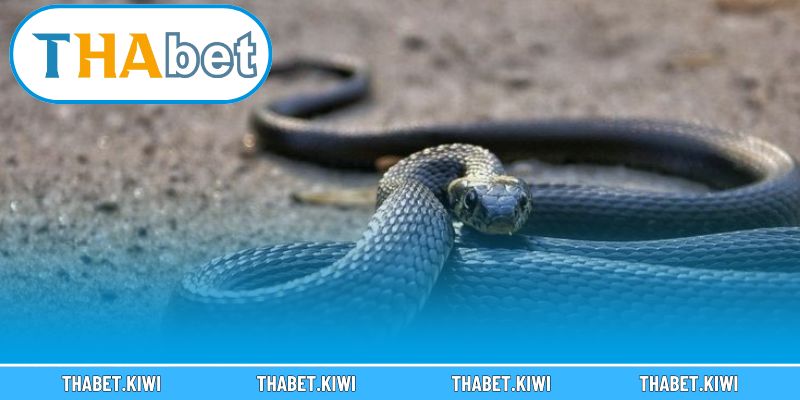 Hành trình phát triển và sức hấp dẫn đặc biệt của bài Liêng