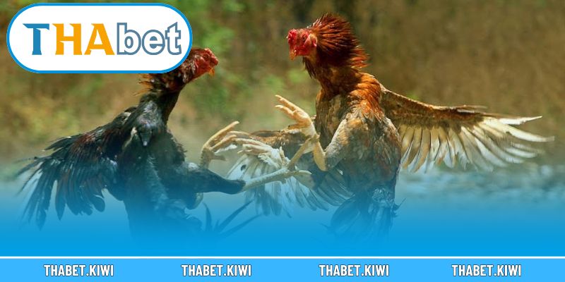 Nhận Biết Gà Đá Hay – Bí Quyết Chọn Chiến Kê Chuẩn Xác