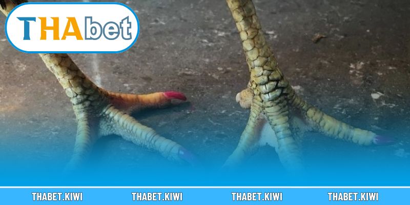 Nắm vững luật chơi và cách đặt cược tại nhà cái