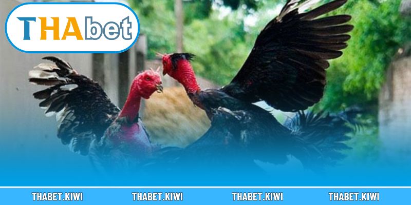 Đá Gà Thomo SV388 – Sân Chơi Đỉnh Cao Cho Tín Đồ Cá Cược