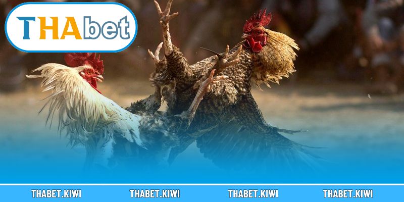 Nâng tầm kỹ năng và chinh phục mọi ván bài