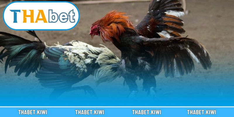 Cá Cược Đá Gà Đổi Thưởng THABET – Sân Chơi Đầy Kịch Tính