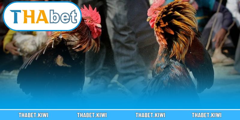 Chia sẻ kinh nghiệm chơi hiệu quả để thắng lớn